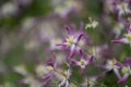 Virgins bower, Clematis triternata Rubromarginata, flowering plant